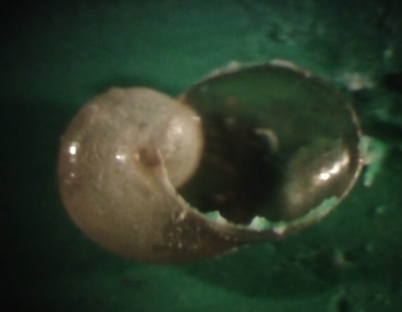 Daudebardia (Daudebardia) brevipes sicula Bivona, 1839